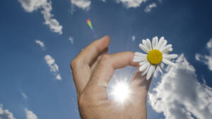 En hand som håller i en blomma mot solen